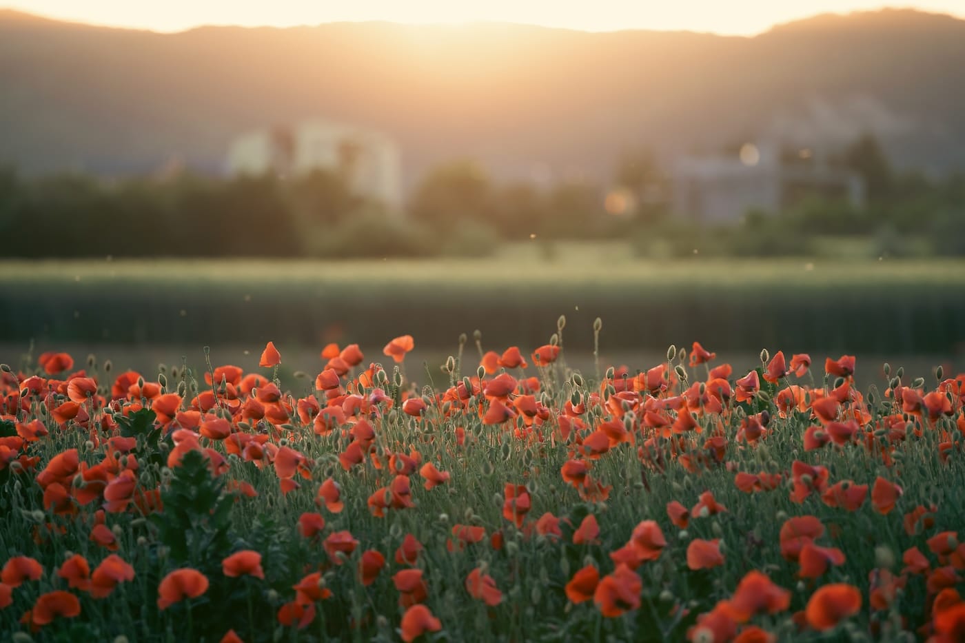 Beautiful field of red poppies in the sunset light